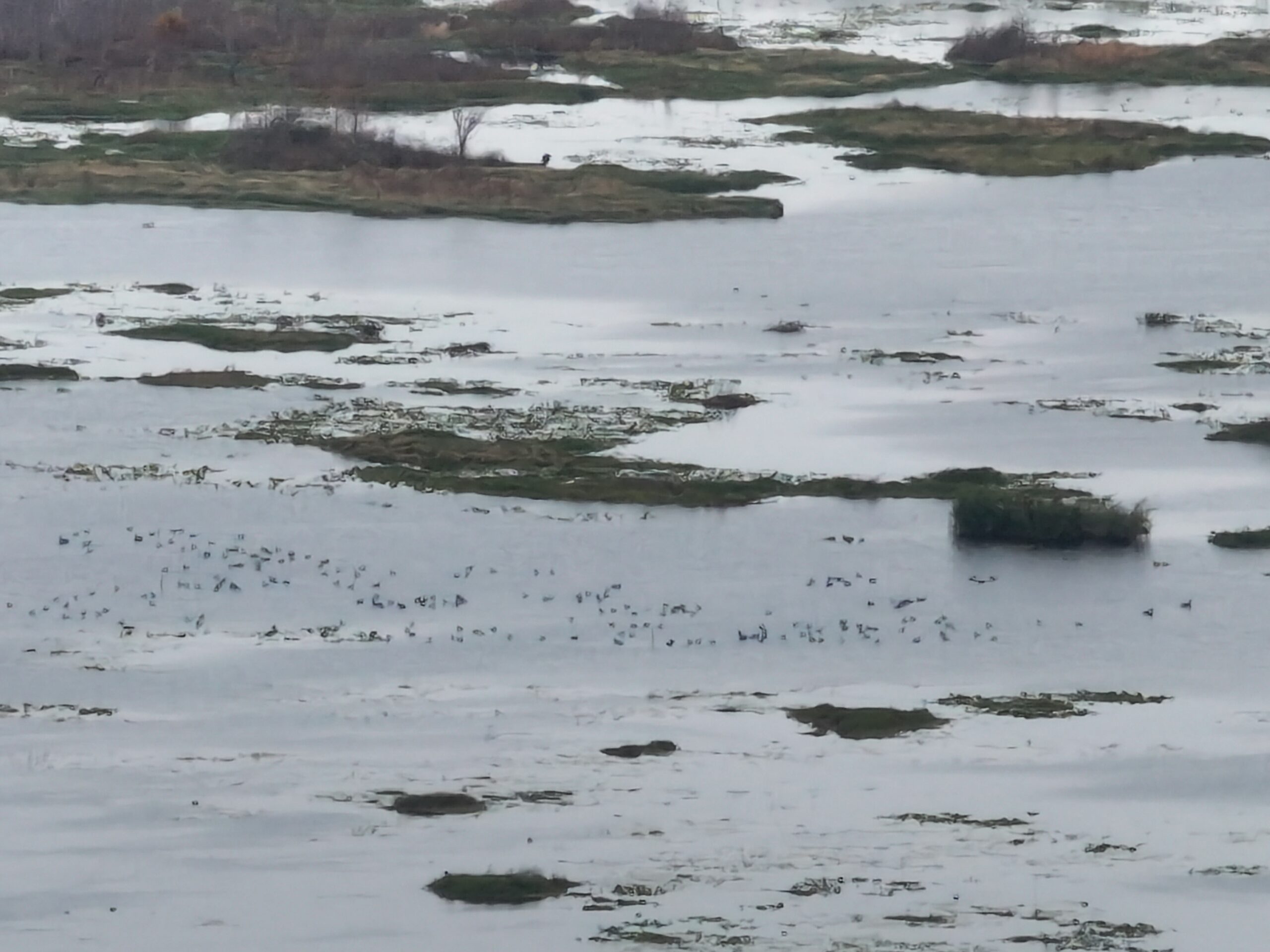 North Florida duck marsh from the air
